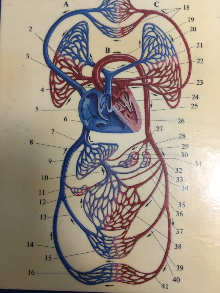 Âm Dương tuần hoàn Huyết dịch